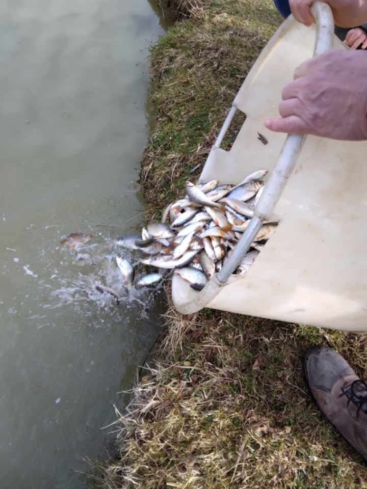 alevinage en gardons de 2025